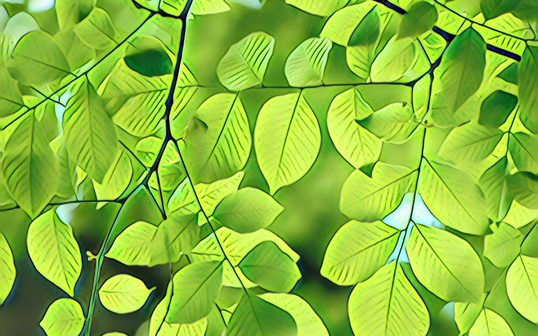 A LEAF ON A TREE